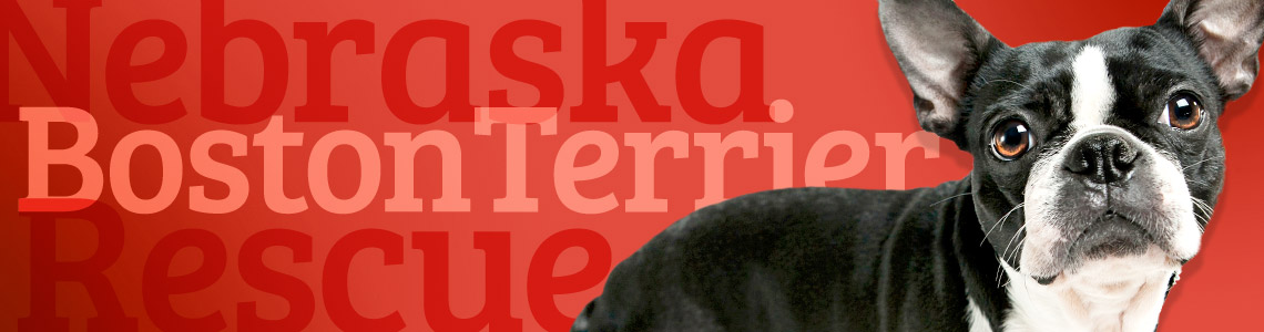 Nebraska Boston Terrier Rescue